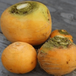 Navets boule d'or (FBrie) /kg