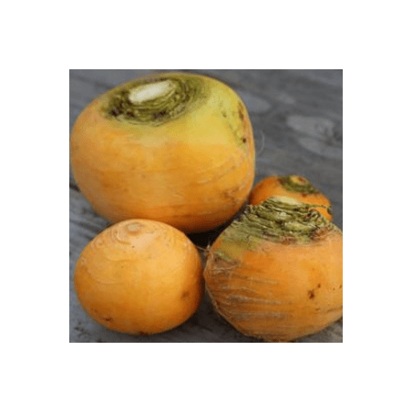 Navets boule d'or (FBrie) /kg