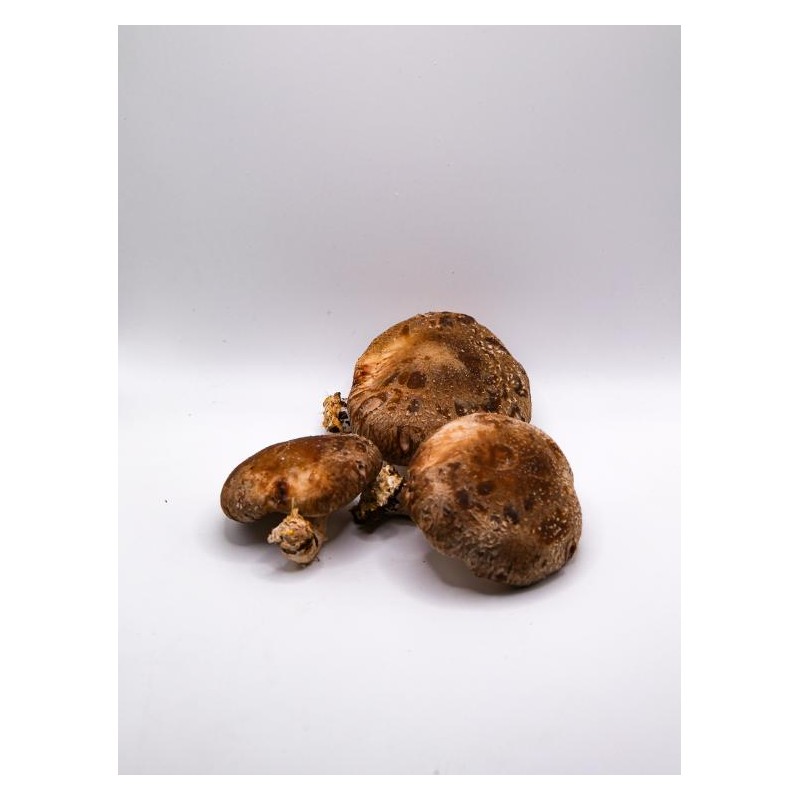 Champignon Shiitaké bio (CoopB) /kg