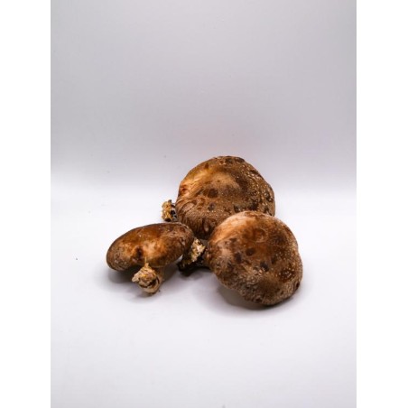 Champignon Shiitaké bio (CoopB) /kg